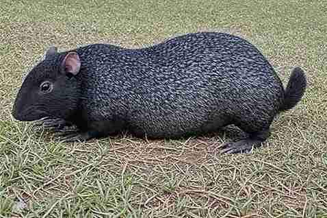 Chinchilla for Sale